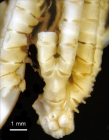 Stiremetra decora AH Clark 1950, Smithsonian NMNH 36079
