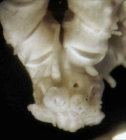 Stiremetra decora AH Clark 1950, Smithsonian NMNH 36079