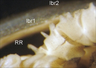 Stiremetra decora AH Clark 1950, Smithsonian NMNH 36079