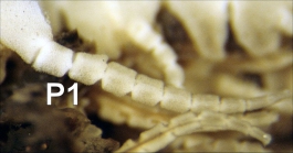 Stiremetra decora AH Clark 1950, Smithsonian NMNH 36079