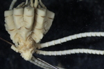 Antedon spinicirra Carpenter 1888 Holotype BMNH 88.11.9.14 