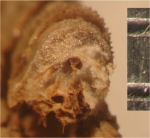 Cosmiometra dasybrachia HL C 1918 Holotype AUSTRMUS E.4746 