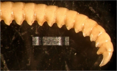 Cosmiometra dasybrachia HL C 1918 Holotype AUSTRMUS E.4746 