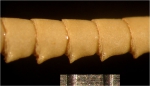 Cosmiometra dasybrachia HL C 1918 Holotype AUSTRMUS E.4746 
