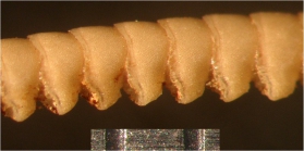 Cosmiometra dasybrachia HL C 1918 Holotype AUSTRMUS E.4746 