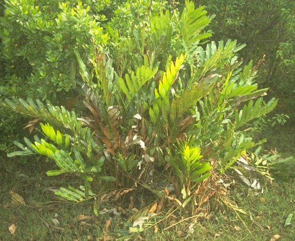 Acrostichum aureum Acrostichum aureum