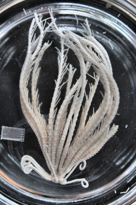 Cosmiometa iole A.H. Clark 1950, Holotype Copenhagen NHMD77839 (CRI-21 or 59)