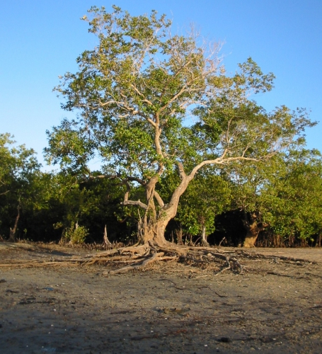 Avicennia marina