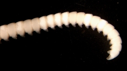 Cosmiometra philippinensis AH Clark, 1911 Holotype SI NMHN USNM 27497