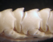 Cosmiometra leilae AH Clark, 1932 TYPE BMNH 1937.2.25.16 (E03271)