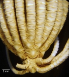 Thalassometra komachi AH Clark 1908, Holotype USNM 22696