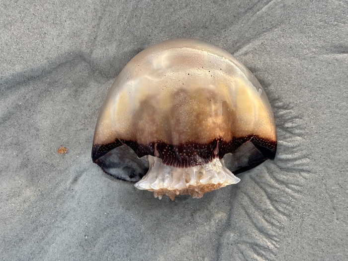 Stomolophus meleagris Stomolophus meleagris
