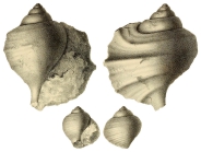 Pterocera desori Pictet & Campiche, 1864, pl. 90, figs. 3, 4