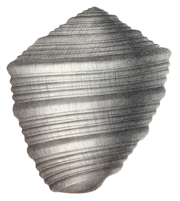 Pterocera beaumontiana d'Orbigny, 1843, pl. 213 Pterocera beaumontiana d'Orbigny, 1843, pl. 213