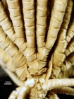 Thalassometra delicata AH Clark 1908, Holotype USNM 22690
