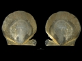 Mollusca (molluscs)