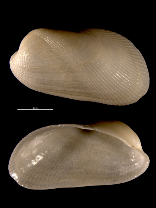 Gregariella multistriata