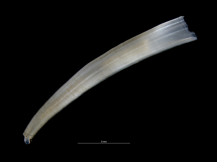 Dentalium congoense Dentalium congoense