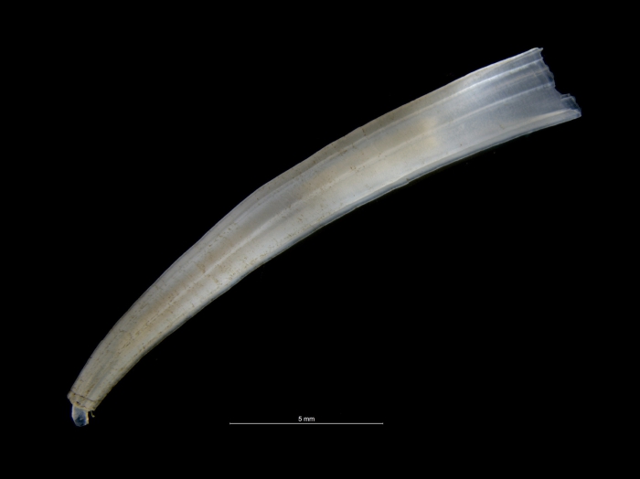 Dentalium congoense