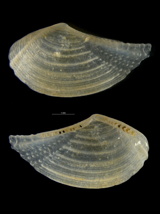Costatoleda tuberculata Costatoleda tuberculata