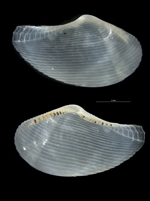 Lembulus montagui