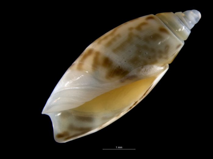 Olivella pulchella