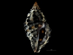 Claremontiella nodulosa