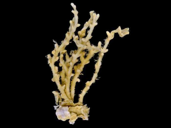 Carijoa riisei Carijoa riisei