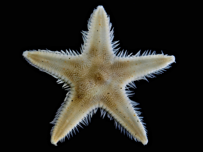 Astropecten jarli Astropecten jarli