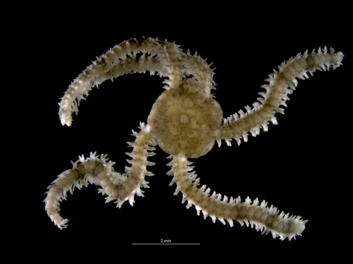 Amphiura grandisquama Amphiura grandisquama