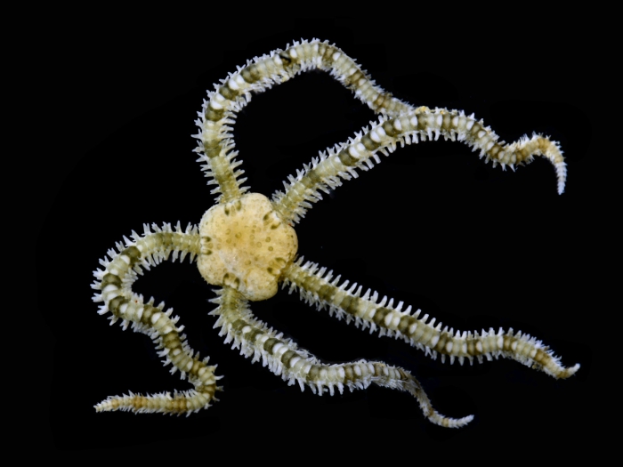 Ophiactis luetkeni Ophiactis luetkeni