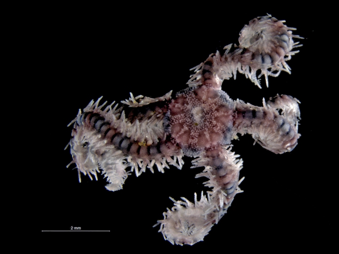 Ophiothrix cotteaui Ophiothrix cotteaui