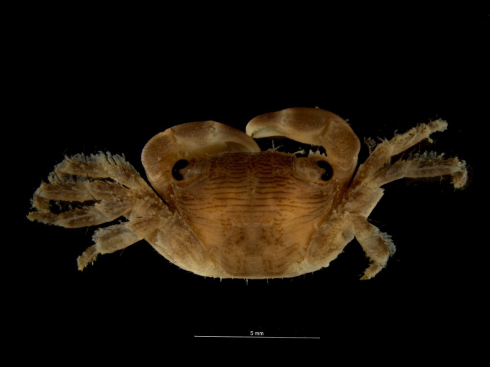 Pachygrapsus transversus