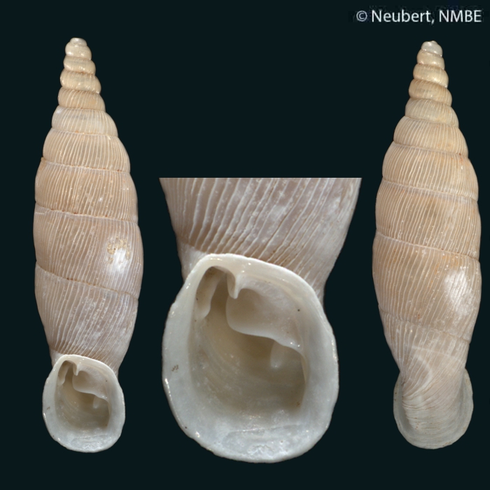 Albinaria latelamellaris latelamellaris Neubert, 2000