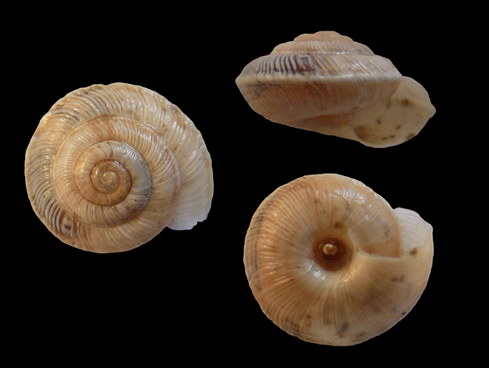 Candidula conglomeratica 