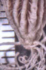 Antedon minor Holotype USNM 22638