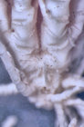 Antedon minor Holotype USNM 22638