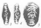 Hemigordius admirabilis Pronina, 2000 Hemigordius admirabilis Pronina, 2000