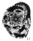 Hemigordius baoqingensis Wang in Zhao et al., 1981