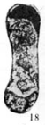 Hemigordius baoqingensis Wang in Zhao et al., 1981
