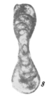 Hemigordius ammodisciformis Zolotova, 1980