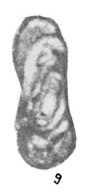 Hemigordius asimmetricus Zolotova, 1980