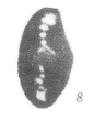 Chromista - Foraminifera (foraminifers)