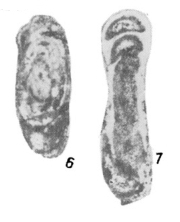 Hemigordius bipartitus Zolotova, 1980 Hemigordius bipartitus Zolotova, 1980