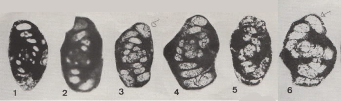 Hemigordius bronnimanni Altiner, 1978 Hemigordius bronnimanni Altiner, 1978