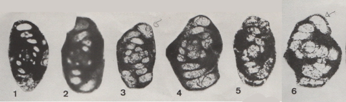 Hemigordius bronnimanni Altiner, 1978