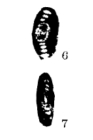 Hemigordius compactus Xia & Zhang, 1984