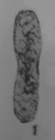 Hemigordius cornuspiroides Sosipatrova, 1969