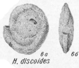 Hemigordius discoides K. Miklukho-Maklay, 1968