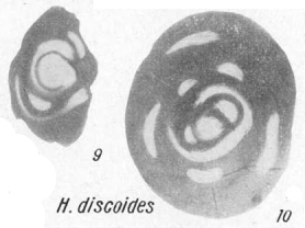 Hemigordius discoides K. Miklukho-Maklay, 1968 Hemigordius discoides K. Miklukho-Maklay, 1968
